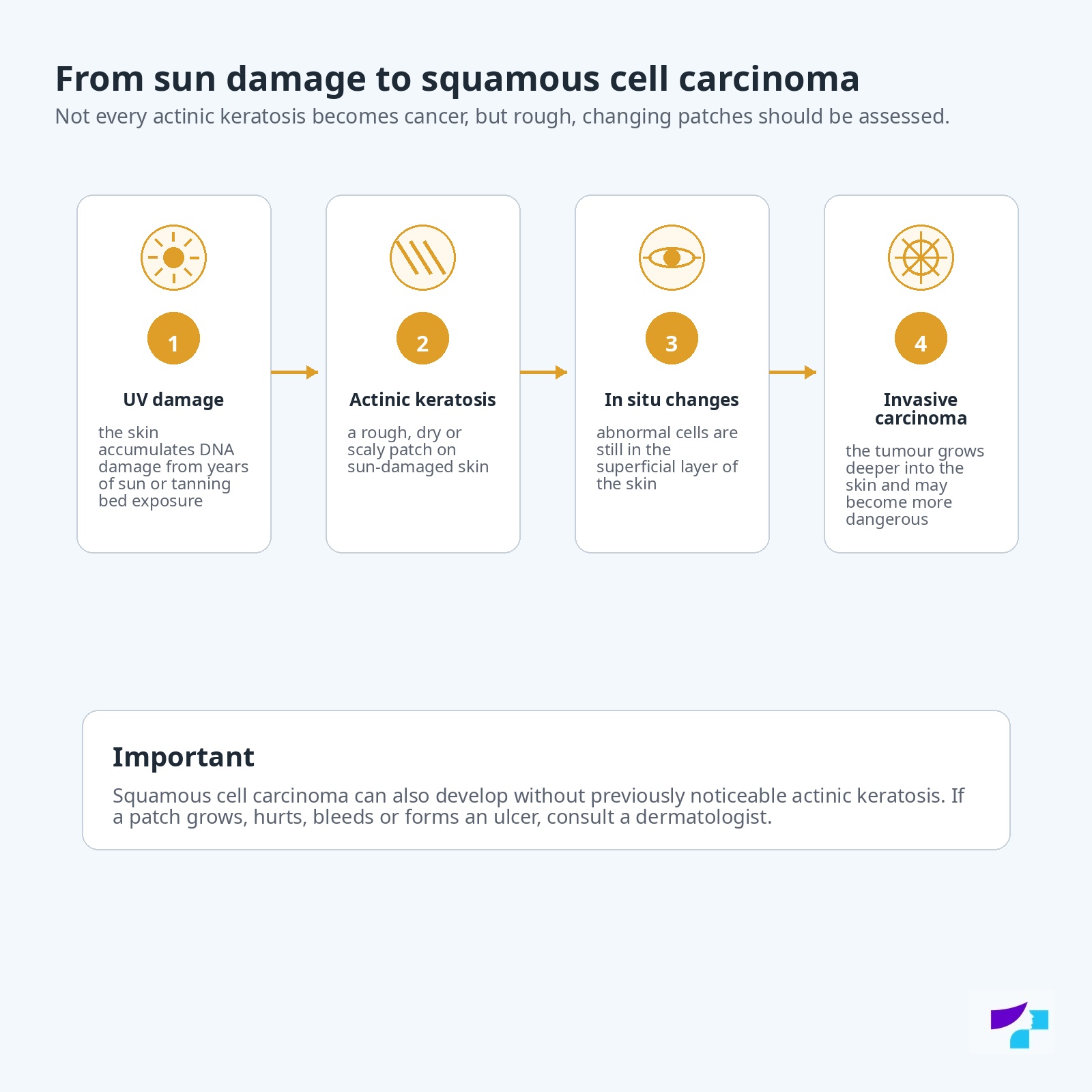 From sun damage to squamous cell carcinoma: UV damage, actinic keratosis, in situ changes and invasive carcinoma