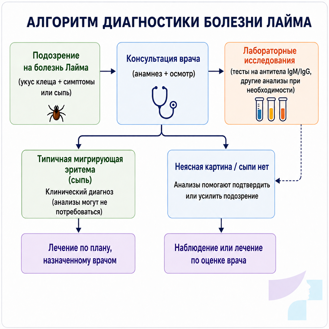 Алгоритм диагностики болезни Лайма