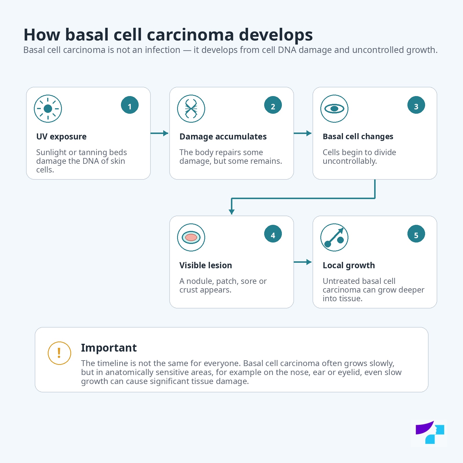 Development of basal cell carcinoma: UV exposure, accumulation of DNA damage, basal cell changes, visible lesion and local growth