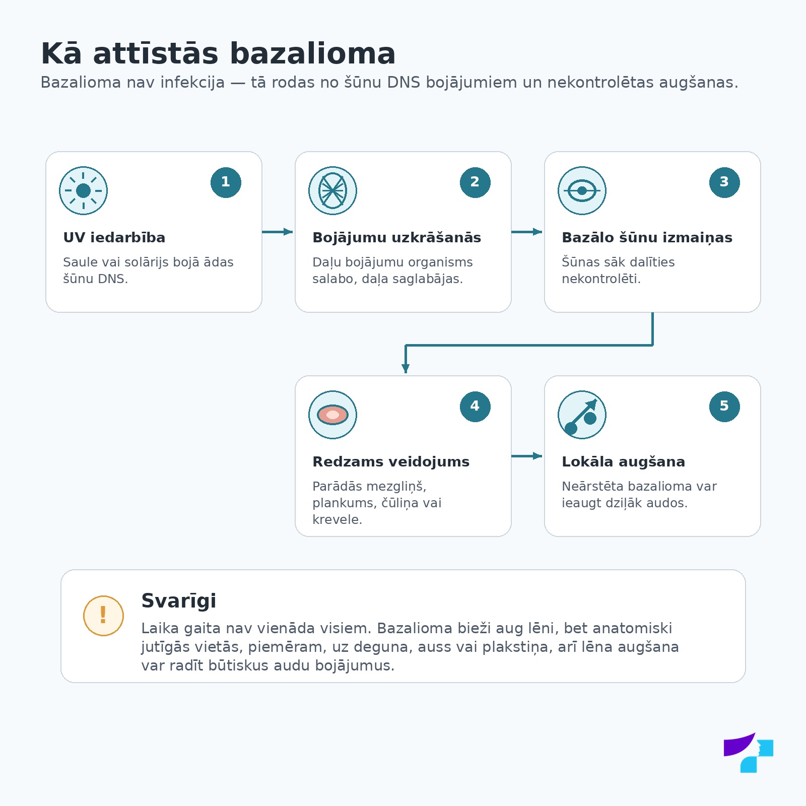 Bazaliomas attīstības mehānisms: UV iedarbība, DNS bojājumu uzkrāšanās, bazālo šūnu izmaiņas, redzams veidojums un lokāla augšana