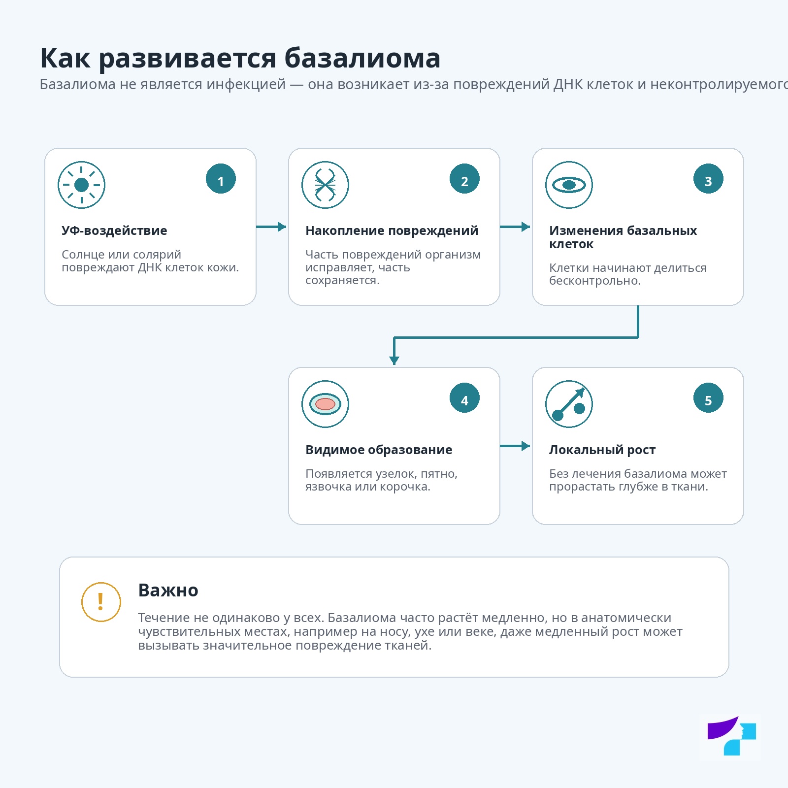 Как развивается базалиома Механизм развития базалиомы: УФ-воздействие, накопление повреждений ДНК, изменения базальных клеток, видимое образование и локальный рост