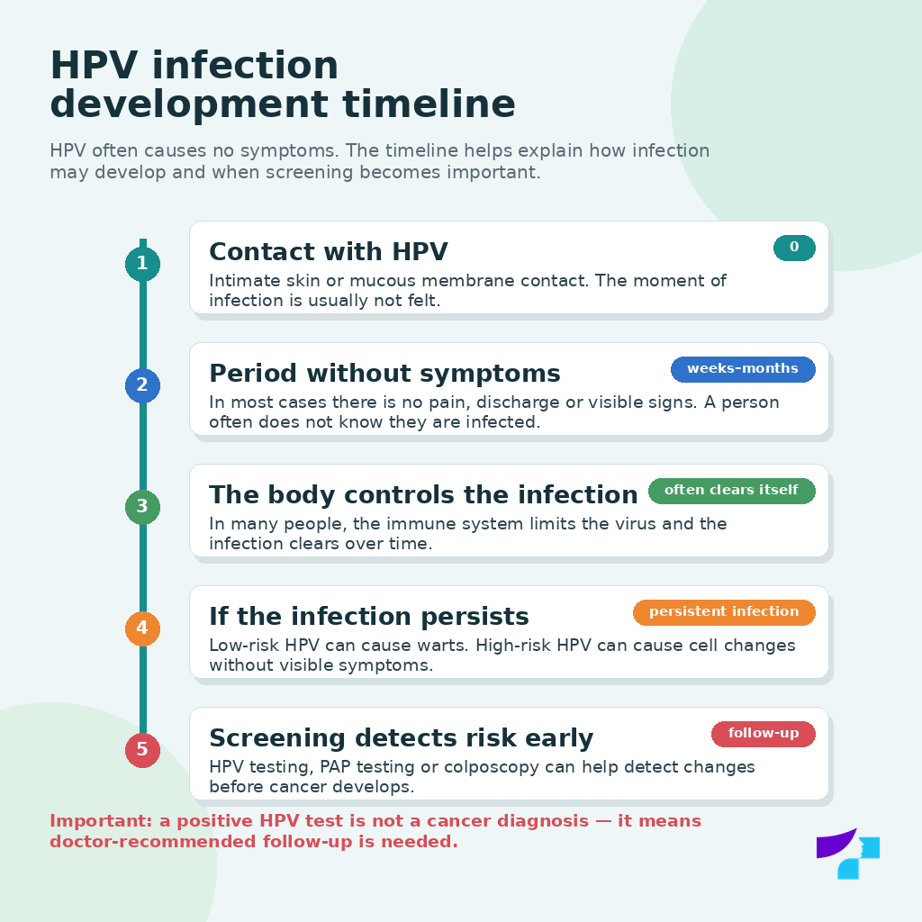 HPV infection development timeline HPV infection development timeline
