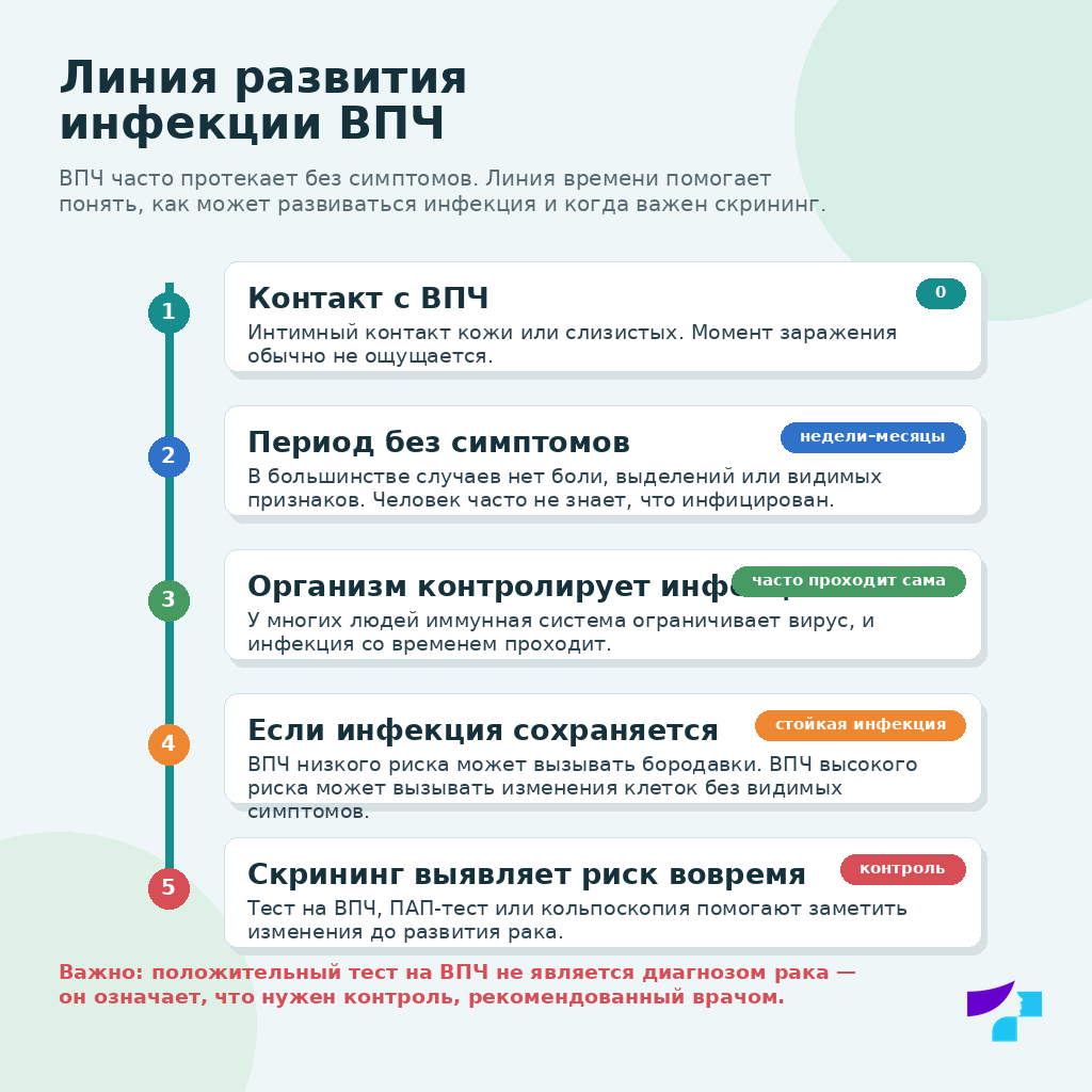 Линия развития инфекции ВПЧ Линия развития инфекции ВПЧ