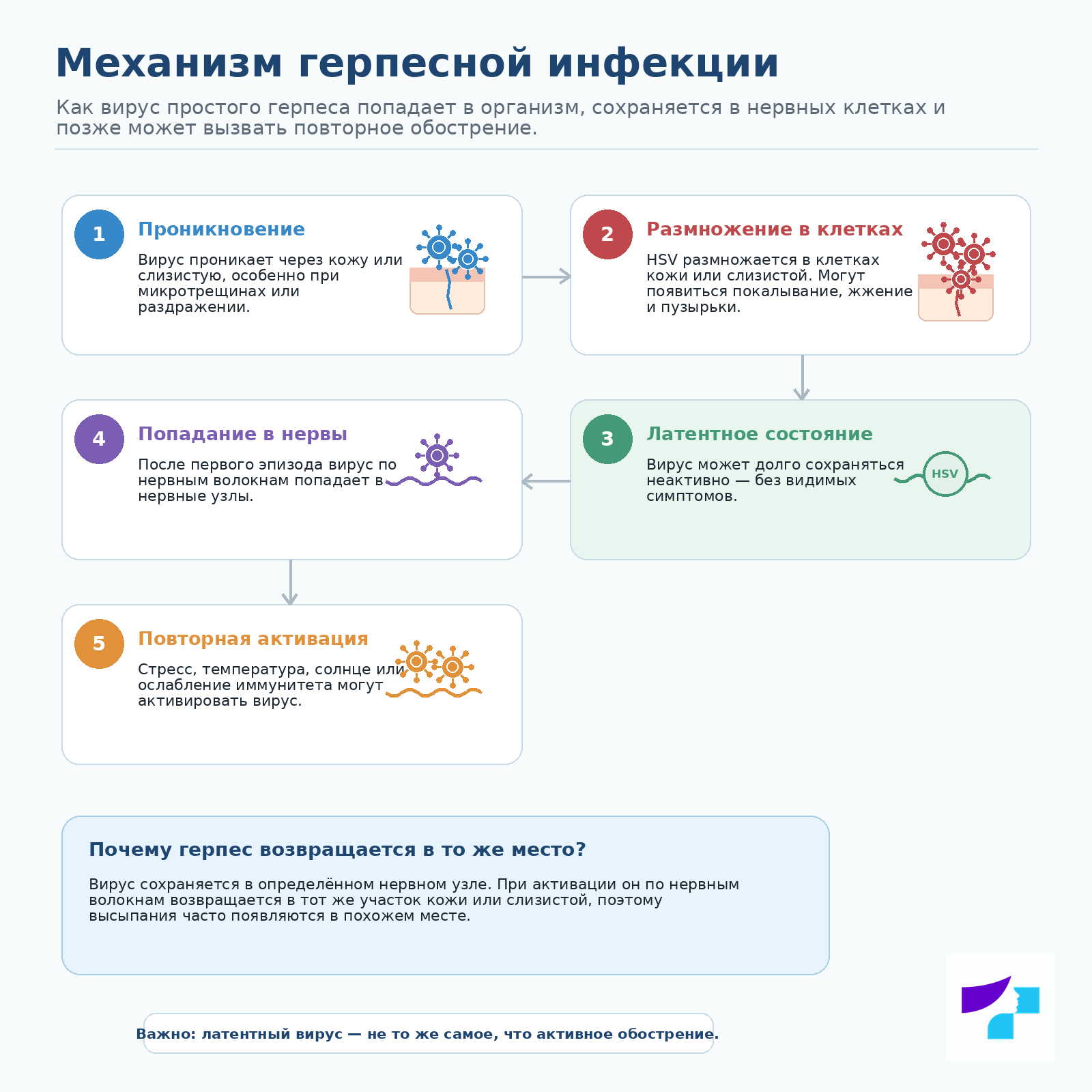 Механизм герпесной инфекции
