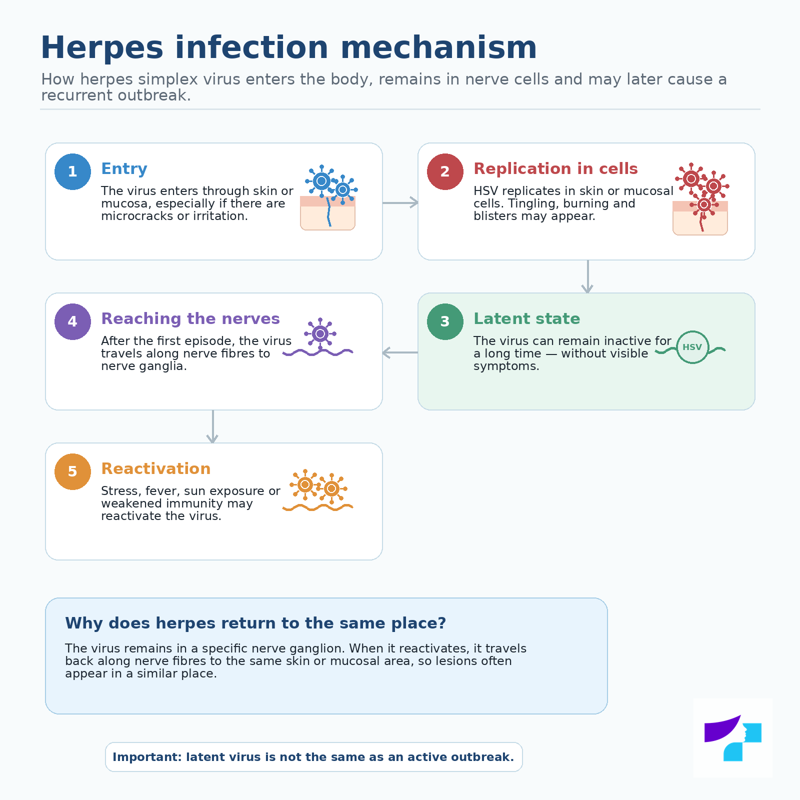 Herpes infection mechanism Herpes infection mechanism