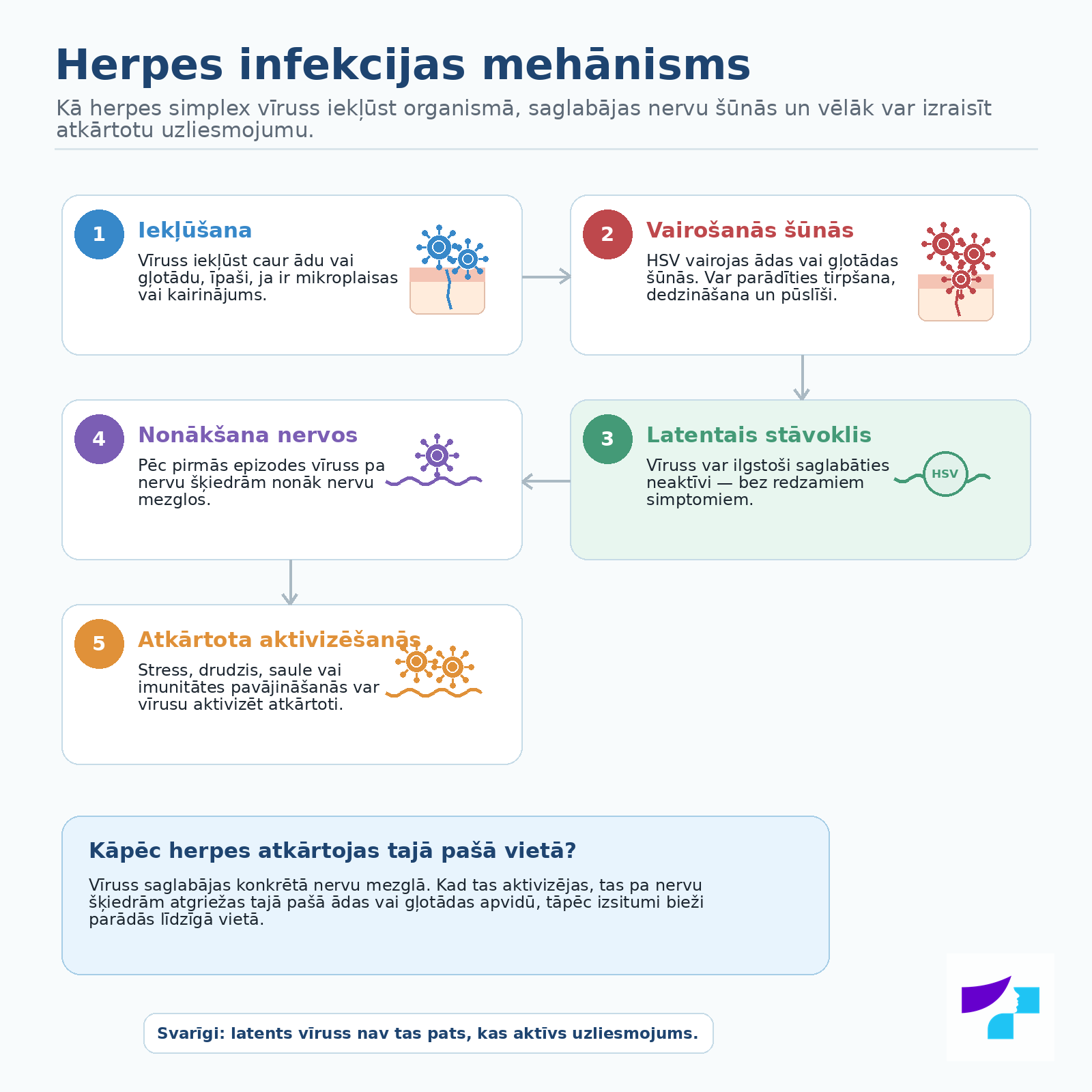 Herpes infekcijas mehānisms