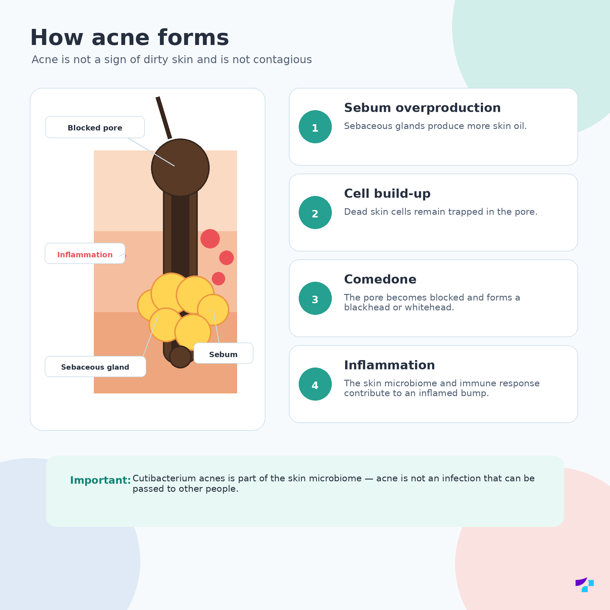 How acne forms How acne forms: sebum, blocked pores, comedones and inflammation