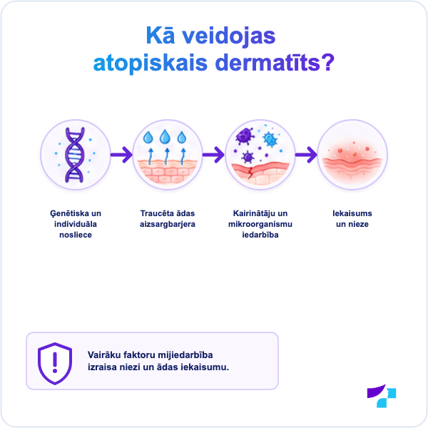 Kā veidojas atopiskais dermatīts: ādas aizsargbarjeras traucējumi, mitruma zudums, iekaisums un nieze