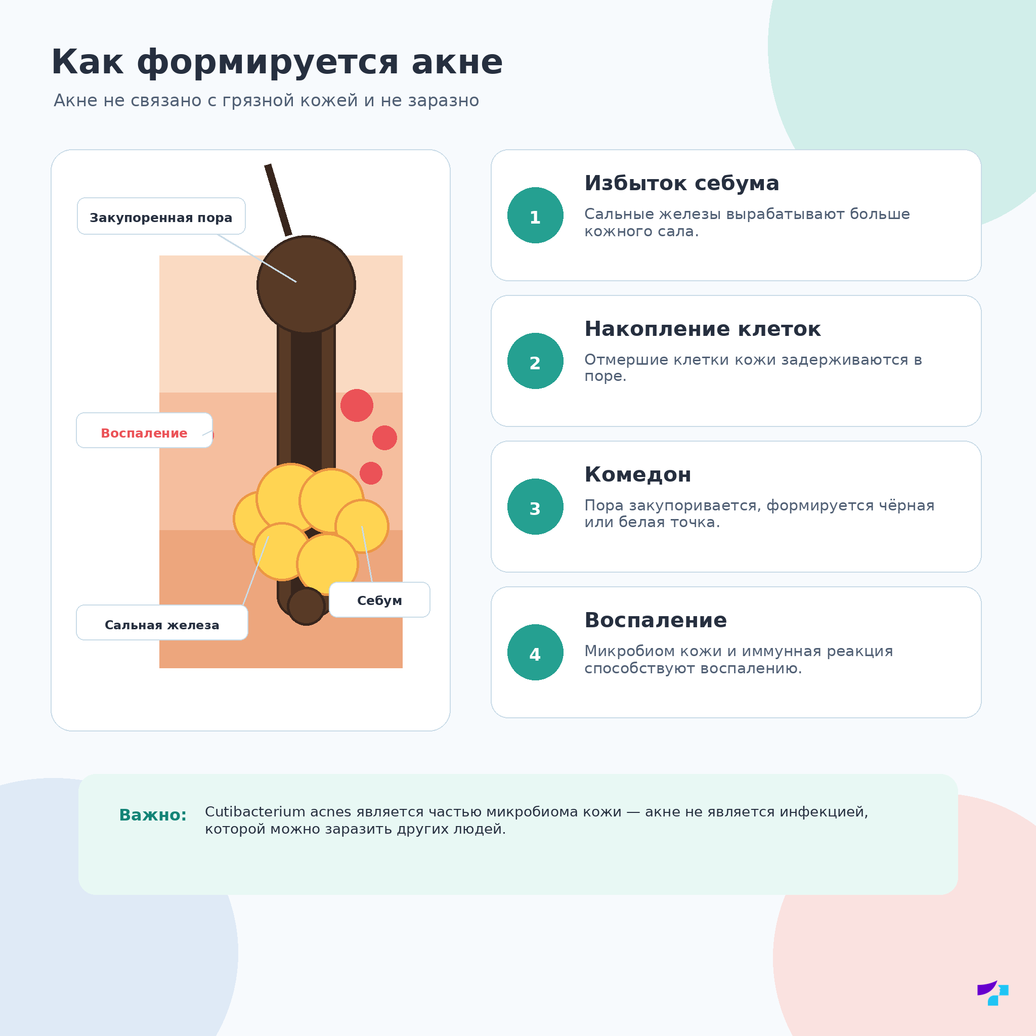 Как формируется акне: себум, закупорка пор, комедоны и воспаление