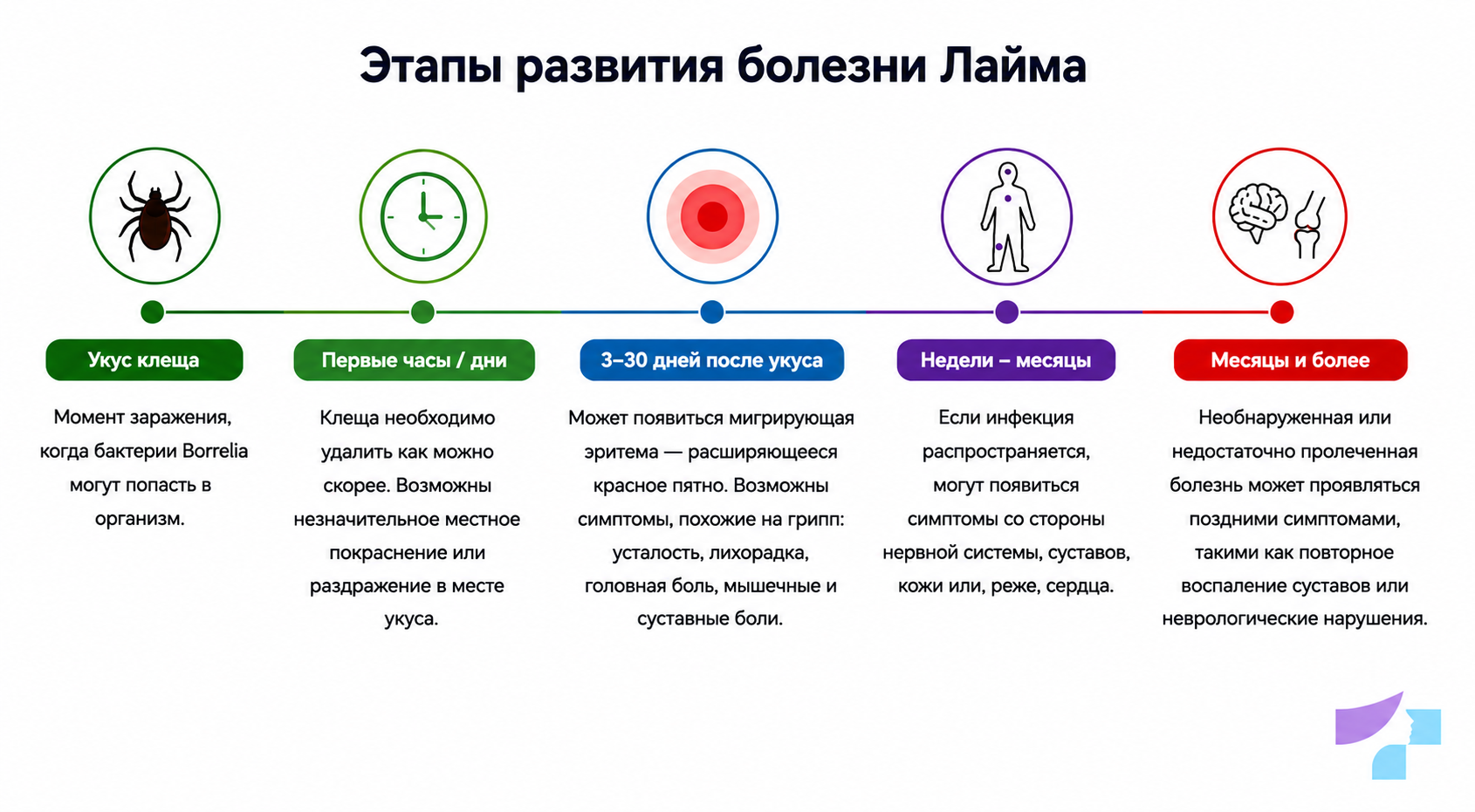 Хронология развития болезни Лайма