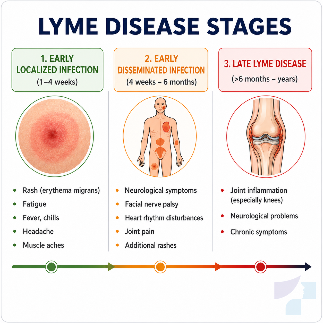 Visualisation of Lyme disease stages