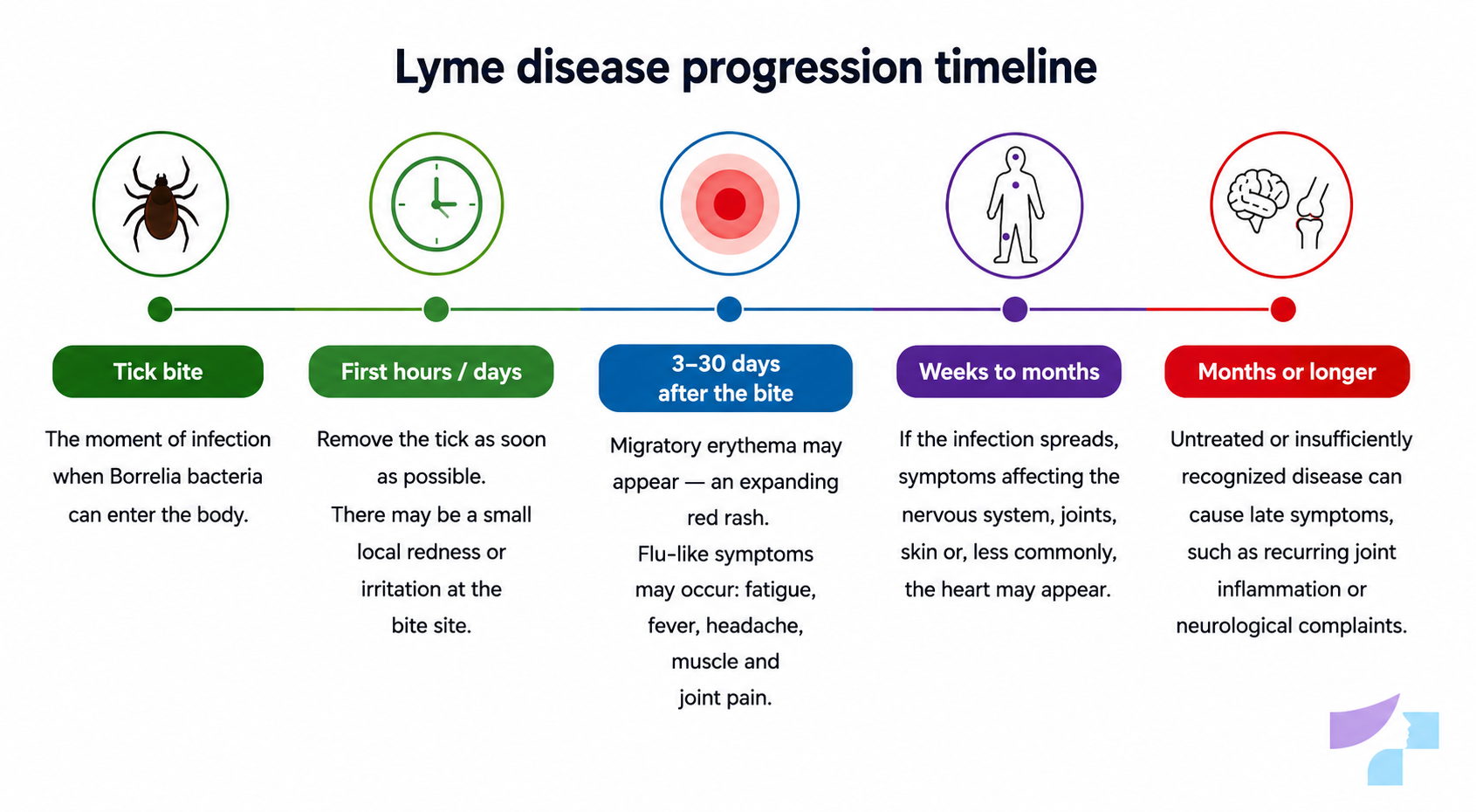 Timeline of Lyme disease development